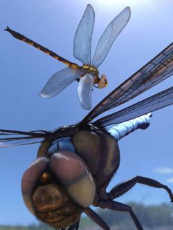 58447 动物 蜻蜓 Meshworkz Dragonfly