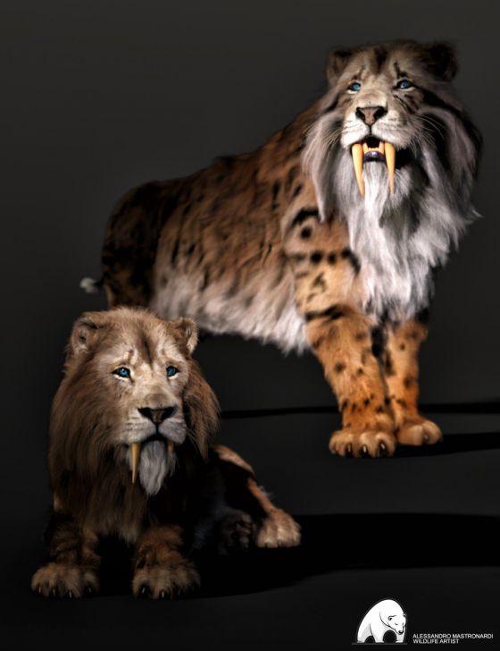 felidae-by-am--smilodon-populator--companion-pack-00-main-daz3d.jpg