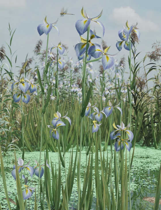 water-iris-high-res-flowering-plants-00-main-daz3d.png