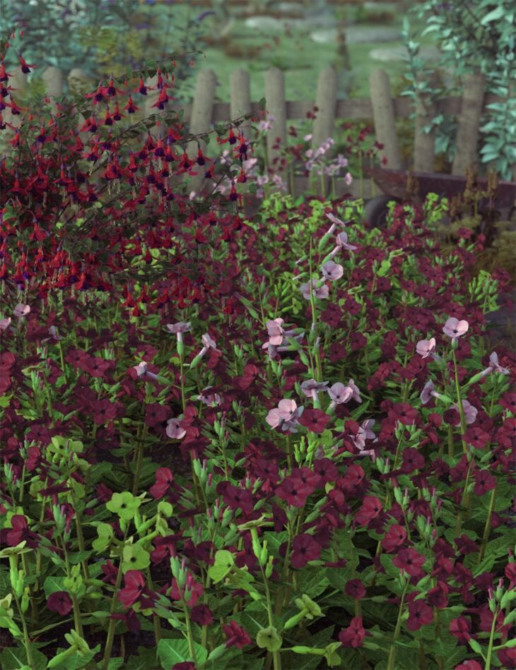 Garden-Flowers-Low-Res-Nicotiana-Plants.jpg