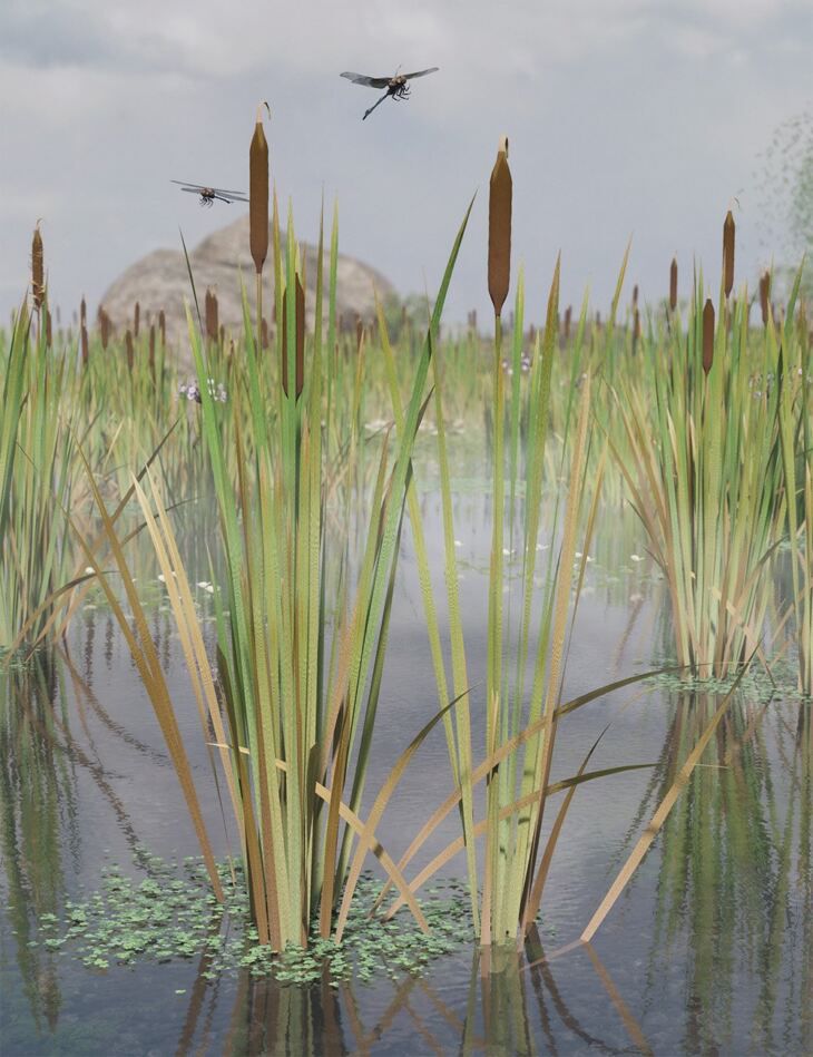 Bulrush-Plants.jpg