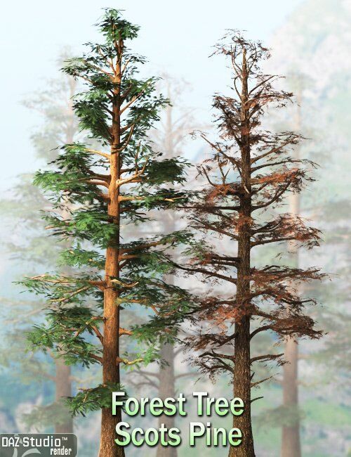 Forest-Tree-Scots-Pine.jpg