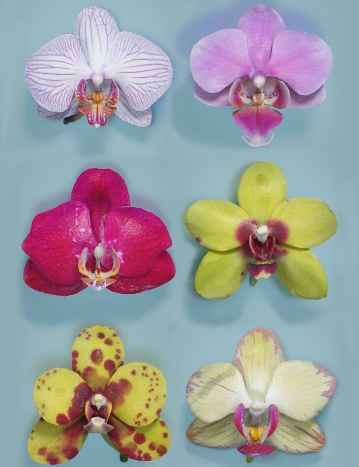 6-Orchids.jpg