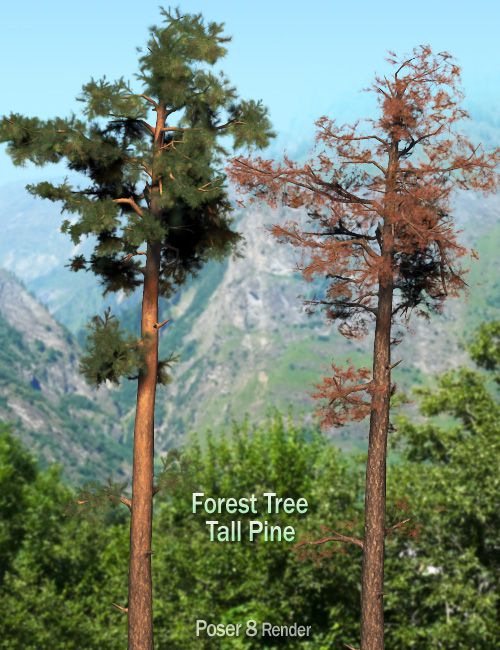 forest-tree-tall-pine-large.jpg