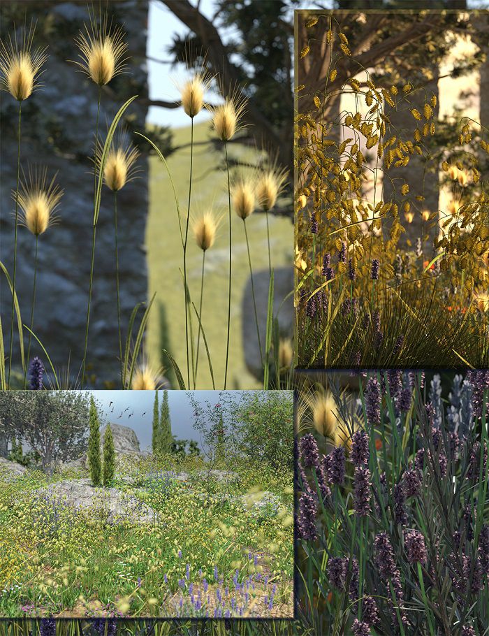 mediterraneangrasses00maindaz3d.jpg