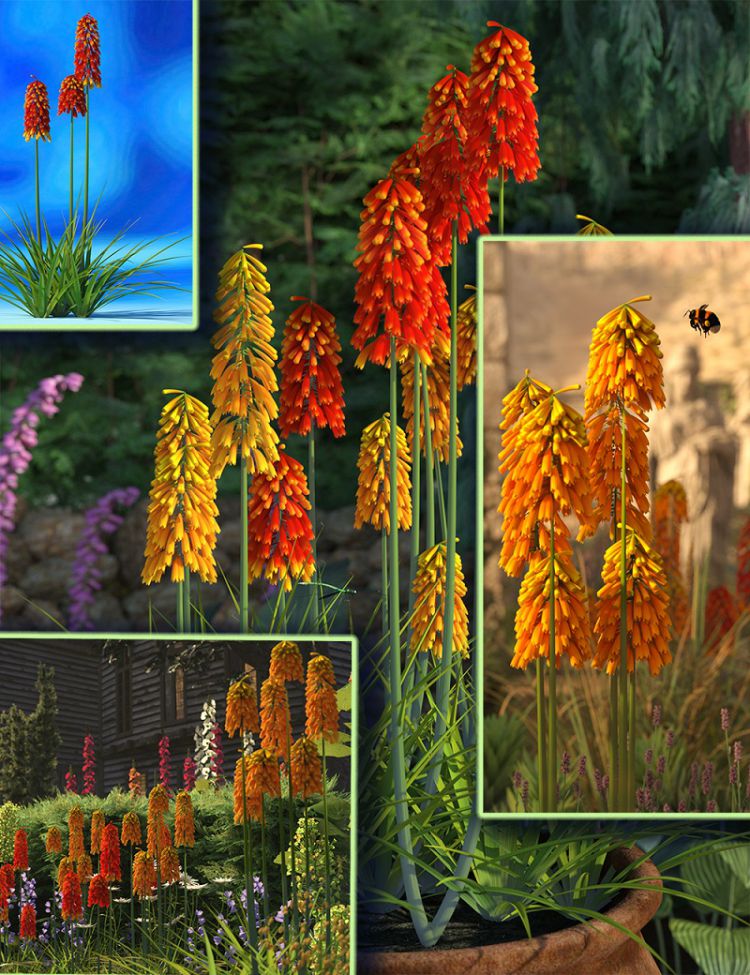 kniphofiaplantsredhotpokerflowers00maindaz3d.jpg