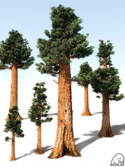 45991 植物  巨型红杉 Giant Sequoia by AM