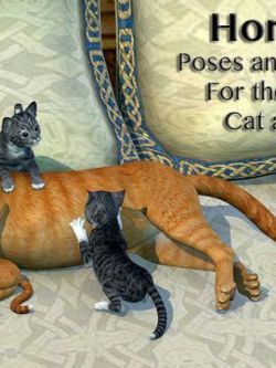 家猫和小猫姿态 HomeLife For the HW House Cat and Kitten