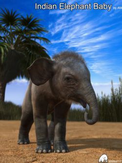 31809 动物 小象 Indian Elephant Baby by AM