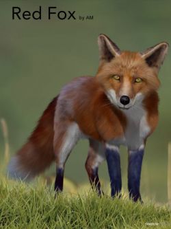 21745 动物 狐狸 Red Fox by AM