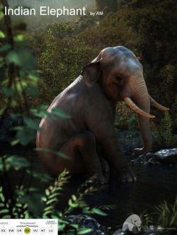 31639 动物 小象 Indian Elephant by AM