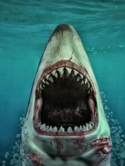 47639 动物 大白鲨 Sharks by AM: Great White