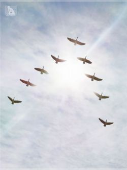 71131 动画鸟群  iREAL Animated Flocks of Birds