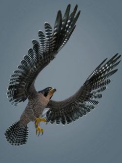 72137 鹰的纹理 Peregrine Falcon for Deepsea's Eagle