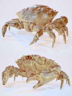 59345 动物 螃蟹  Crab