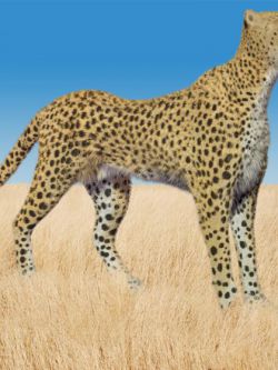 82698 动物 猎豹 Cheetah by AM