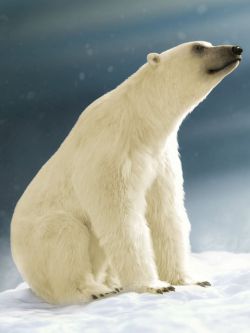 89531 动物 北极熊 Polar Bear 2 by AM