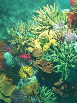 64845 场景 珊瑚礁 v176 Iray Coral Reef