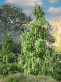 89636 道具 柏树  Kashmir Cypress Trees for Daz Studio