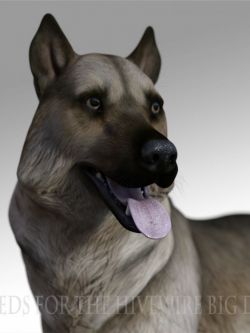 动物 狗 纹理 Breeds for the HW Dog - Norwegian Elkhound
