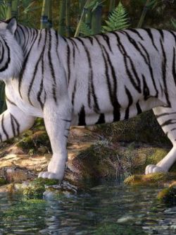 白虎 CWRW White Tigers for the HiveWire Tiger