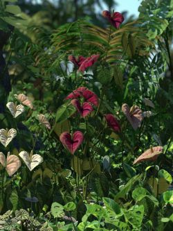 86375 道具 植物 火烈鸟百合 Tropical Flowering Anthuriums - Flamingo ...