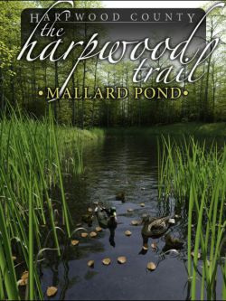 41481 场景风景 池塘 The Harpwood Trail - Mallard Pond