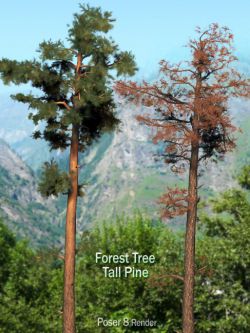 13718 树木 Forest Tree - Tall Pine