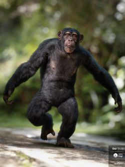 57291动物 Anthropomorphs - Chimpanzee for Genesis 8 Male