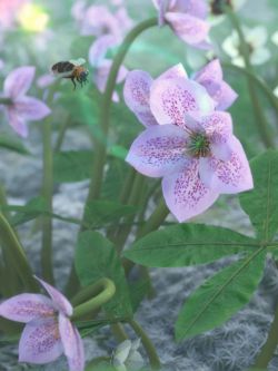 65973 道具 圣诞玫瑰花 Garden Plants - Helleborus orientalis Christmas ...