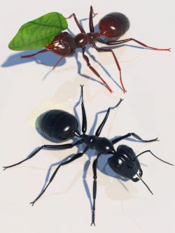 84992 动物 蚂蚁 Garden Ant