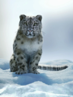 70627 雪豹 Felidae by AM - Snow Leopard