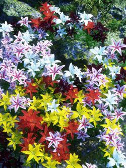 61447 道具 花 亚洲百合 Garden Flowers - Asiatic Lilies
