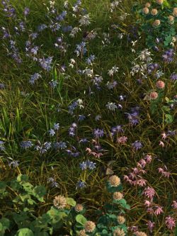 80841 道具 春天的花朵  Spring Flowers - Scilla Siberica - Squills