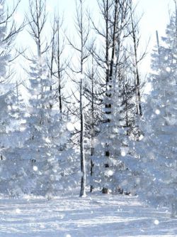 57491 场景 冬季松林 Winter Pine Forest Prop Set