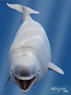 8577 动物 白鲸  Beluga White Whale