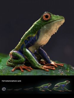 50107 动物 树蛙 Amazon Tree Frogs and Tadpole