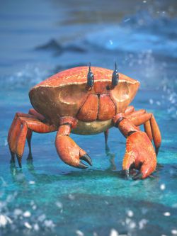 85140 动物 鬼蟹  Ghost Crab HD