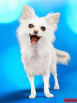 81808 动物 狗狗纹理 Chihuahua for Daz Dog 8: Brutus