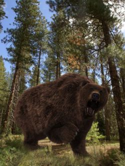 12051 动物 熊 Ursus Arctos