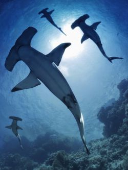 47709 动物 鲨鱼 Sharks by AM: Hammerhead