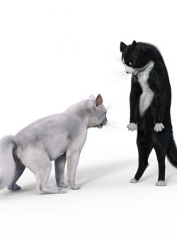 猫的姿态 Poses for Tuxedo for Cat Zeus