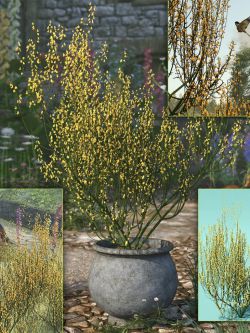 91880 开花扫帚  灌木 Flowering Broom (Cytisus) Bushes